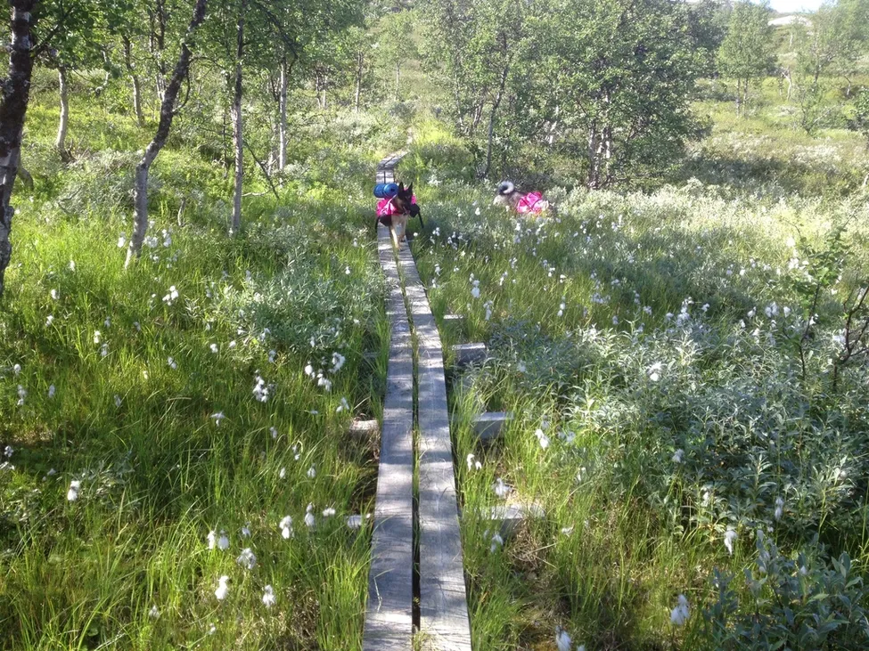 Klicka för att förstora