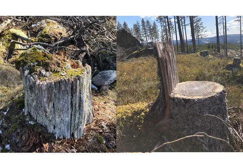 Ny fototävling! - Stubben - i fantasi och verklighet