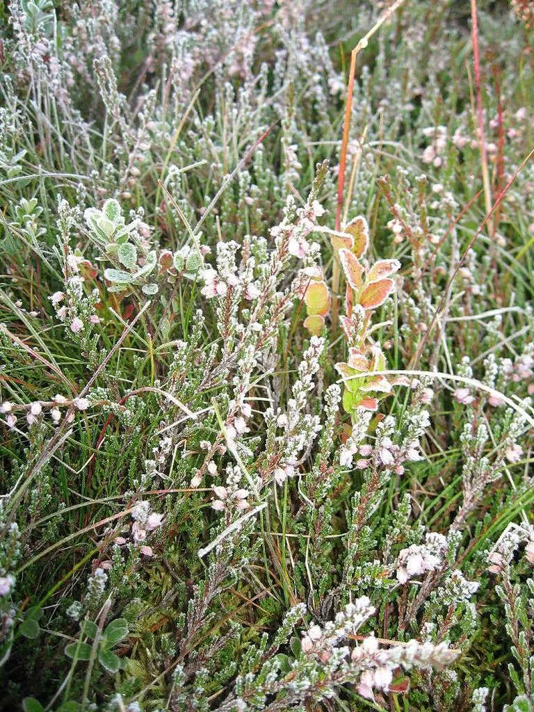 Klicka för att förstora