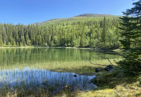 På huggormsspaning i Imbergen 250622