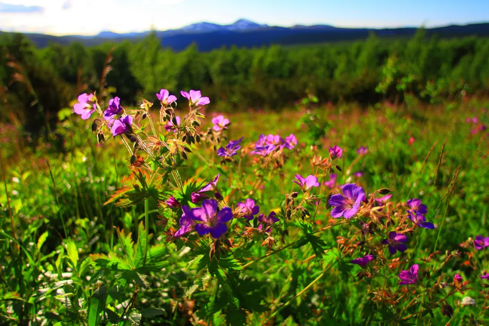 Klicka för att förstora