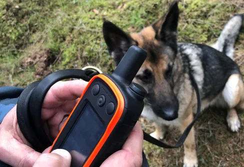 Räkna älgbajs, har du gjort det någon gång?