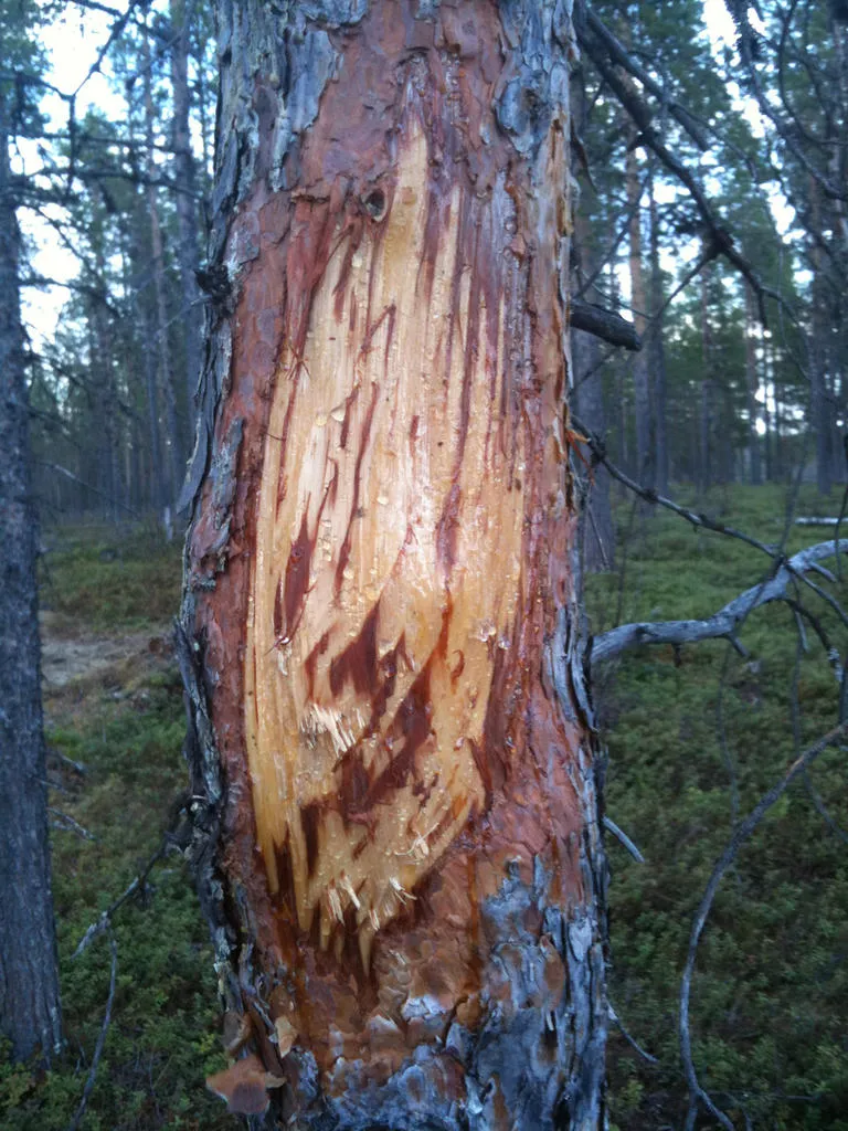 Klicka för att förstora