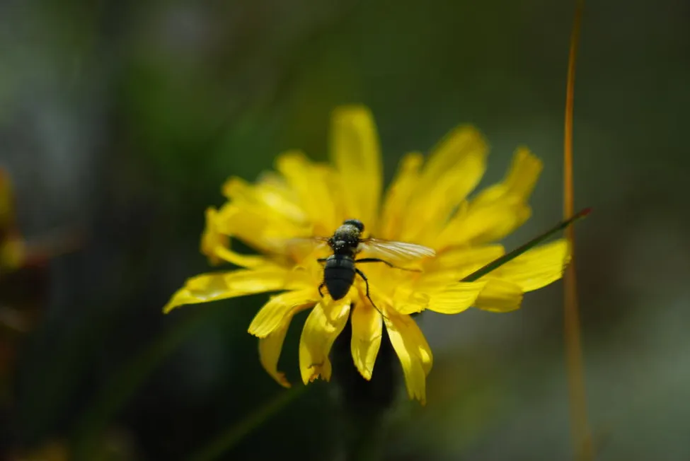 Klicka för att förstora