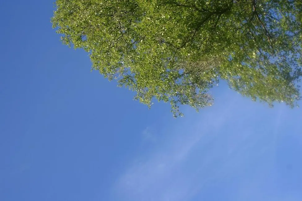 Klicka för att förstora