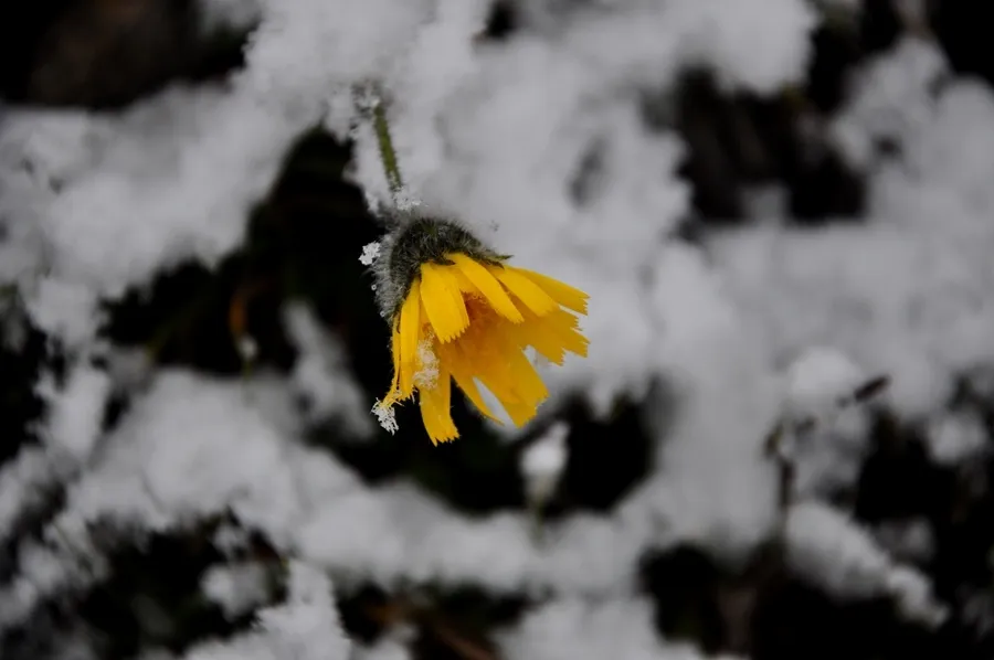 Klicka för att förstora