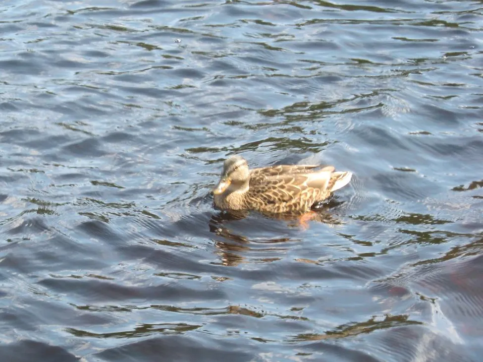 Klicka för att förstora