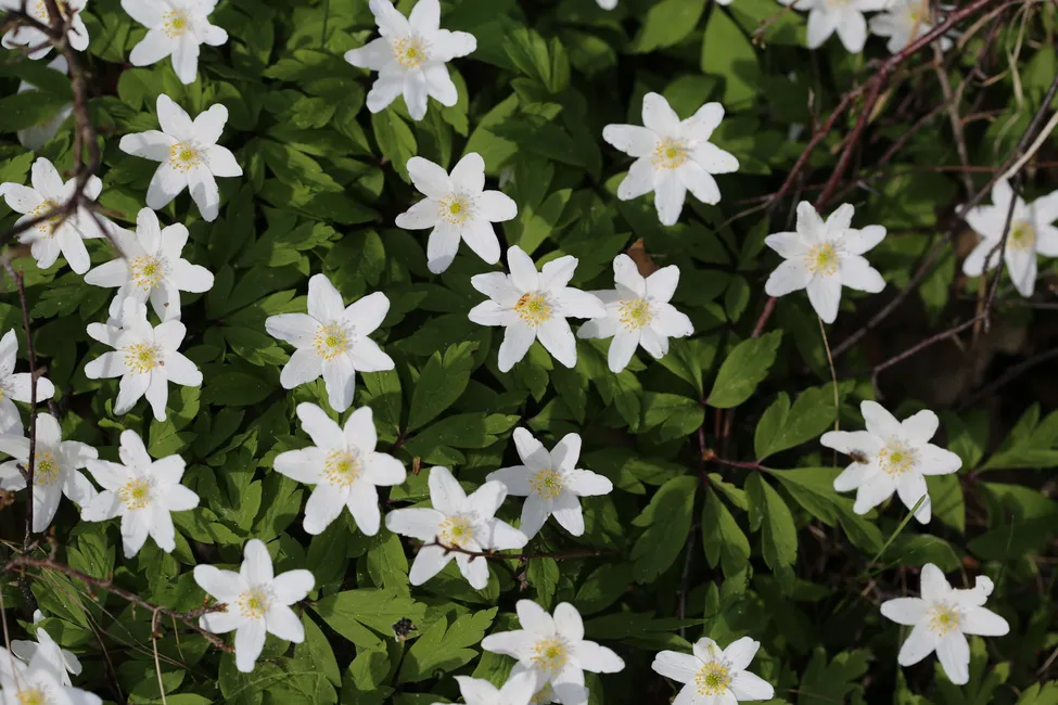 Klicka för att förstora