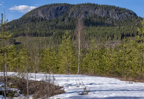 Blek årstid och färgstark storskog i norra Dalarna