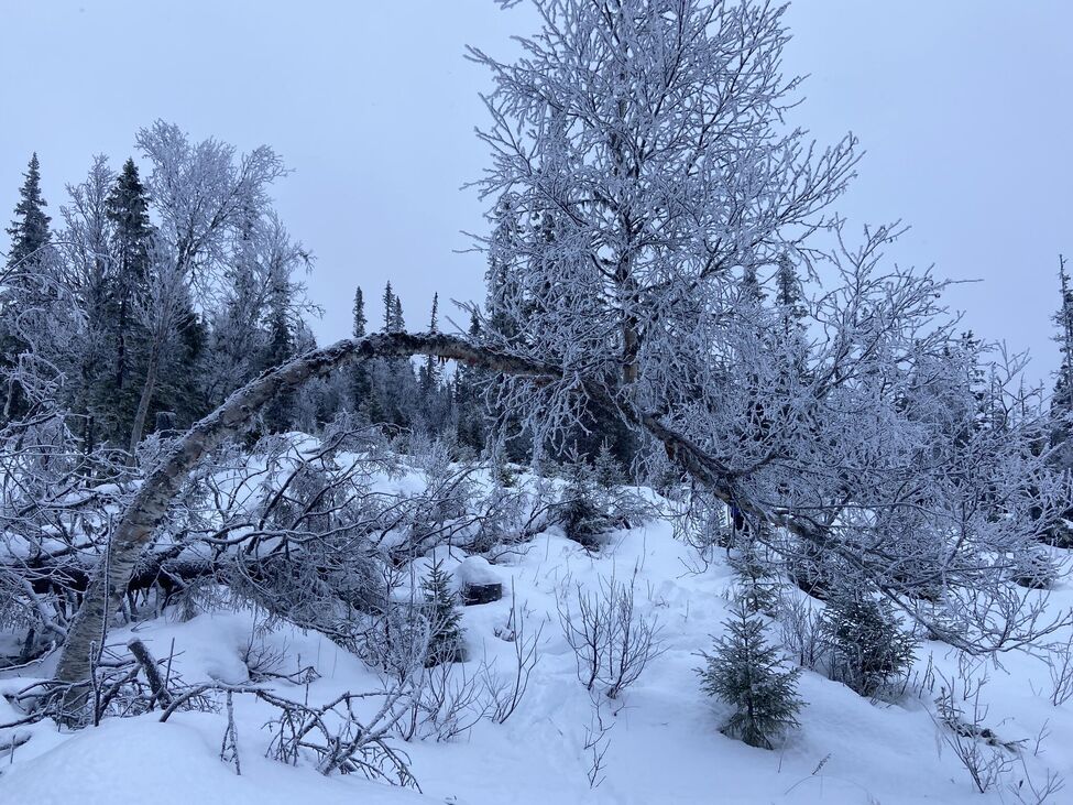 Klicka för att förstora