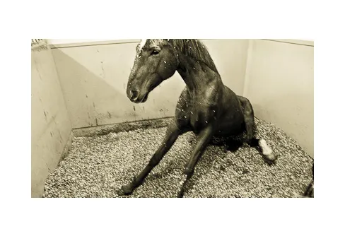 En till dag i stallet