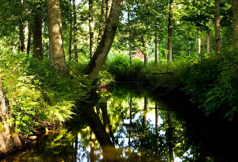 Skönhet i det lilla