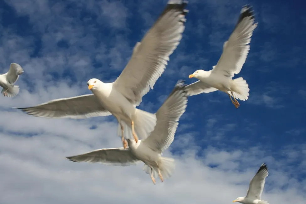 Klicka för att förstora