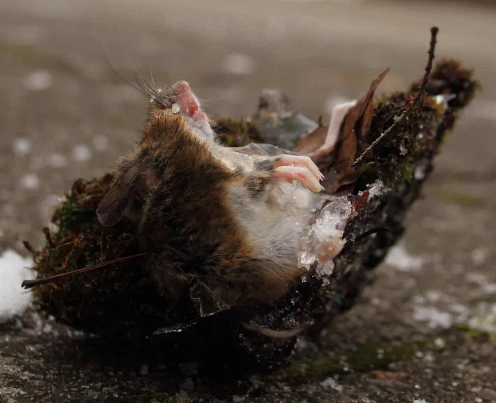 Klicka för att förstora