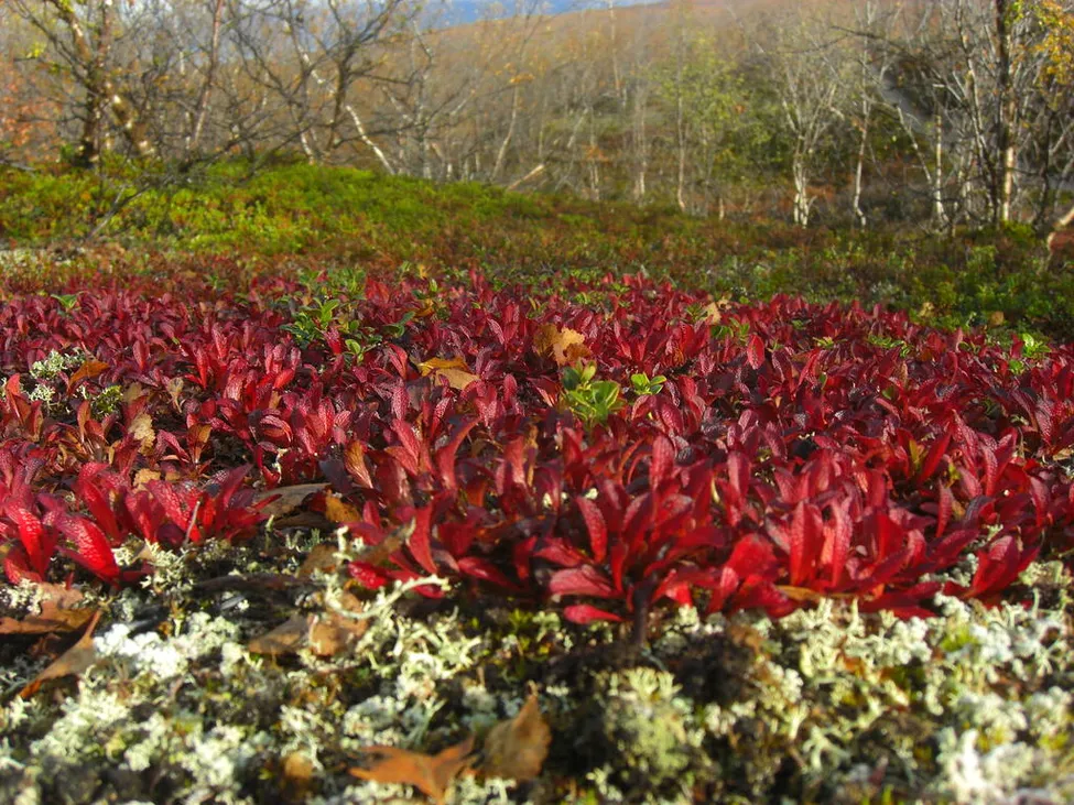 Klicka för att förstora