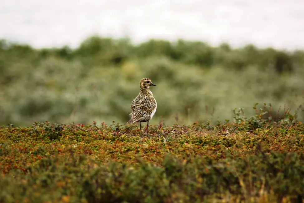 Klicka för att förstora