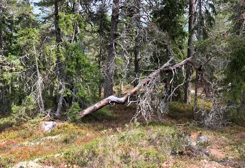 3 miljoner för att öka kunskapen om allemansrätten
