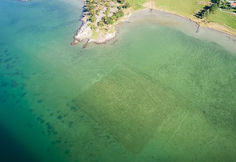 Lovande resultat för ålgräsplantering i sand