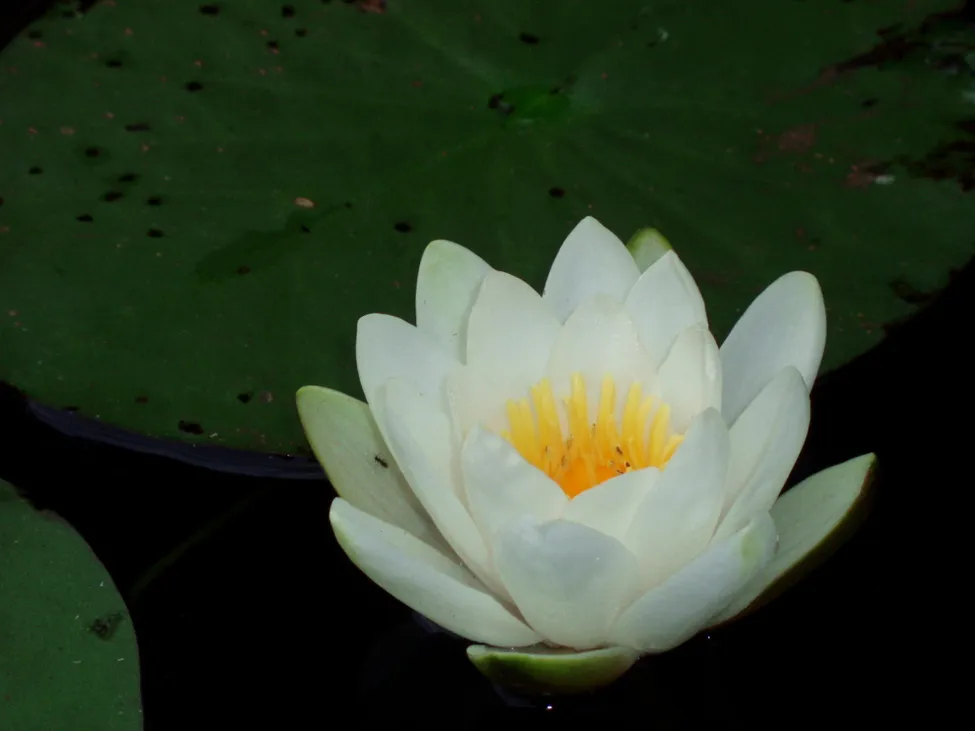 Klicka för att förstora