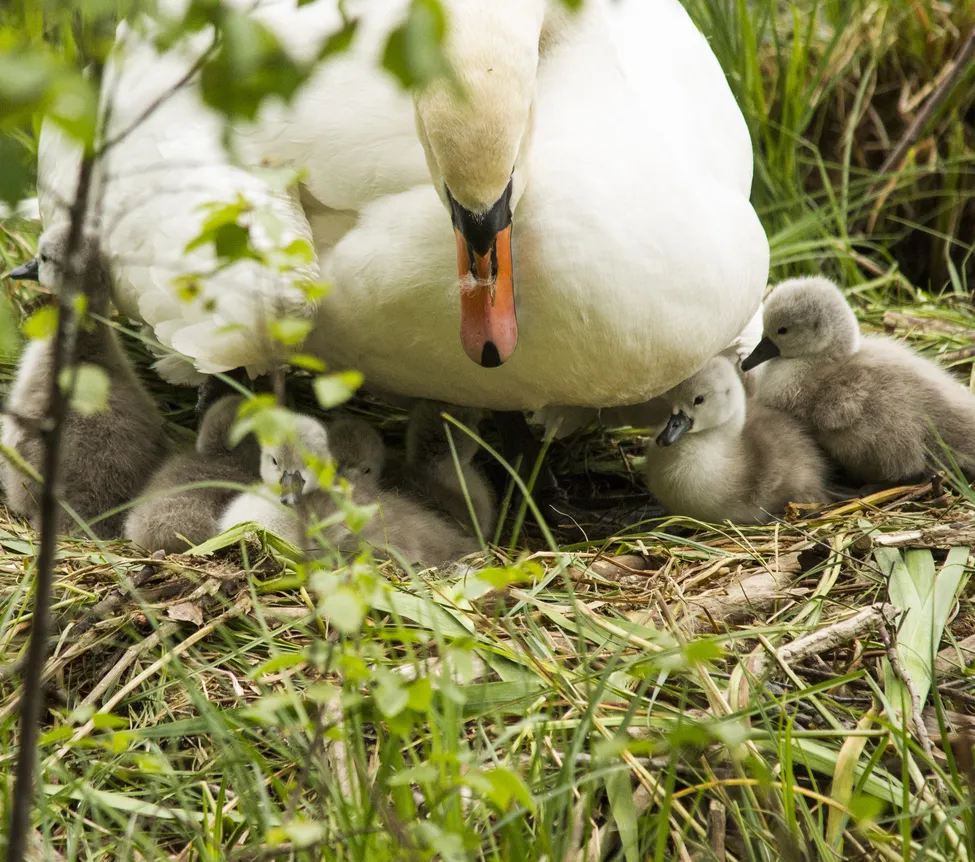 Klicka för att förstora