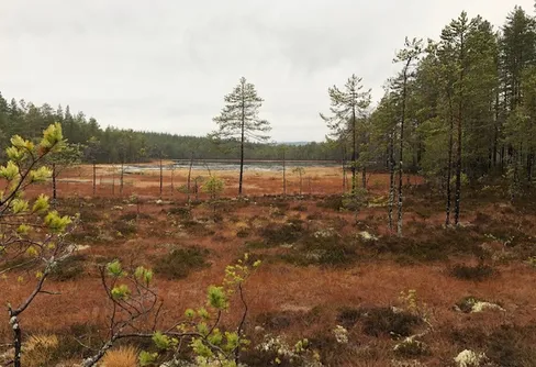 Alternativ till Black Friday