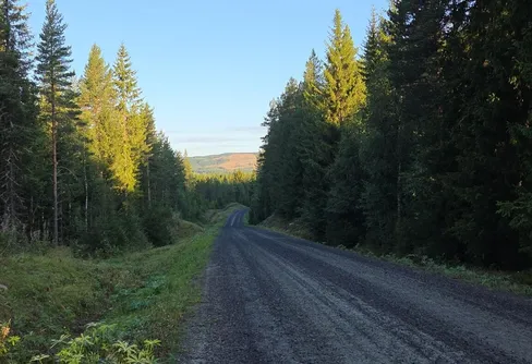 Bjurberget - Gransjön - Medskogen - Haldammen