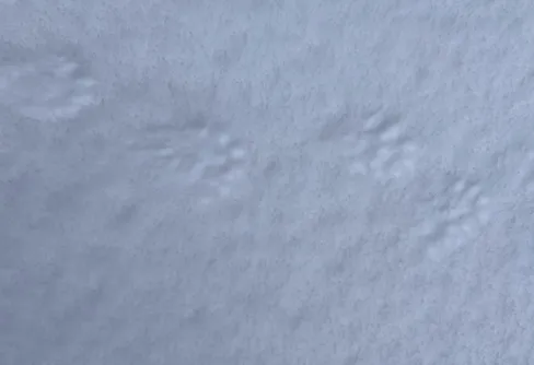 Skogsväg och myr vid Brynje 241219