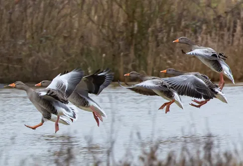 Fåglarna är på väg tillbaka