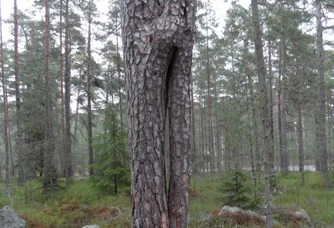 Tallars kärleksliv...