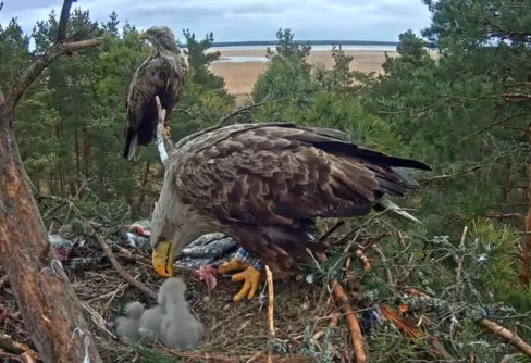 Titta in hos familjen havsörn!