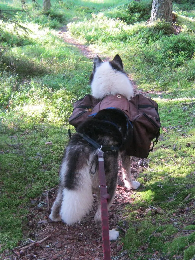 Klicka för att förstora