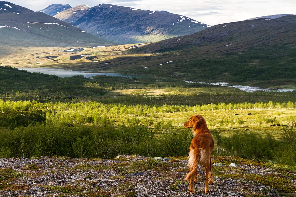 Klicka för att förstora