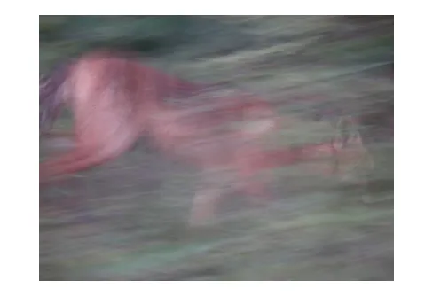 Vart ska vi vandra? Räv sta Slingan