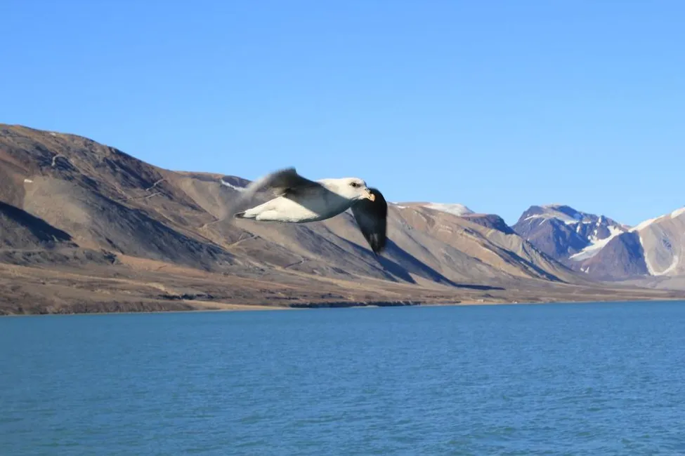 Klicka för att förstora