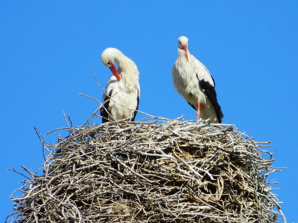 Klicka för att förstora