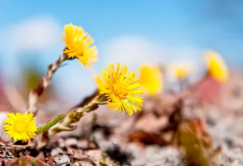 Vårkollen – hur långt har våren kommit hos dig?