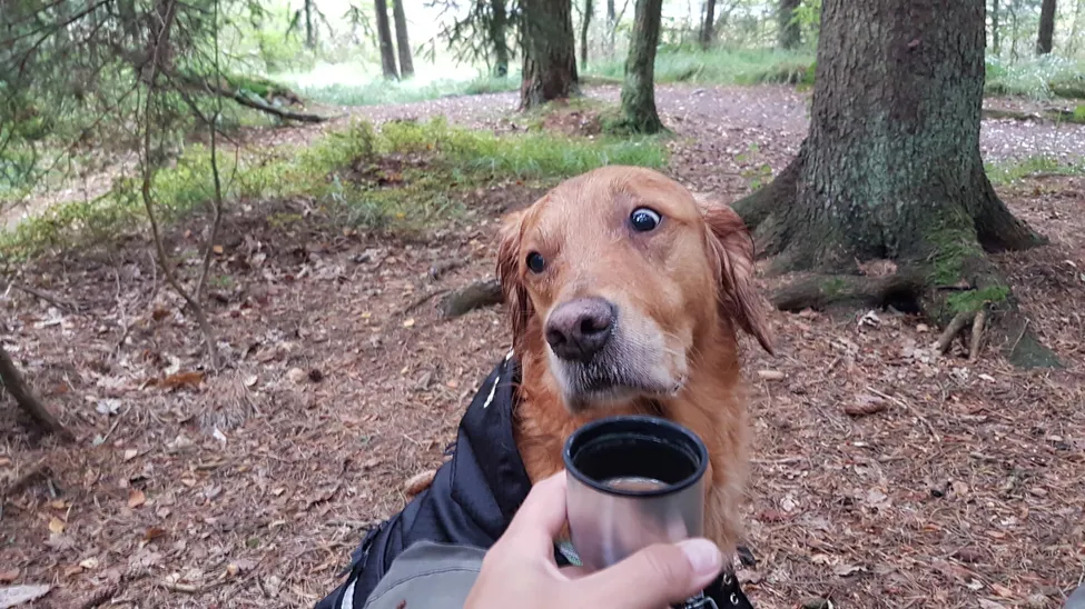 Klicka för att förstora