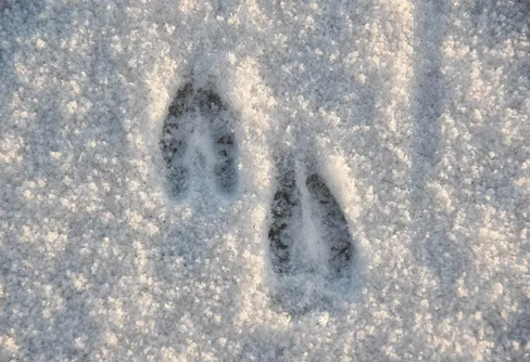 Spåra djur i naturen