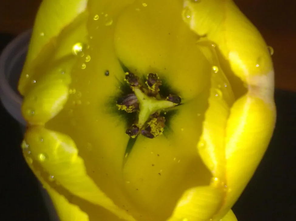 Klicka för att förstora