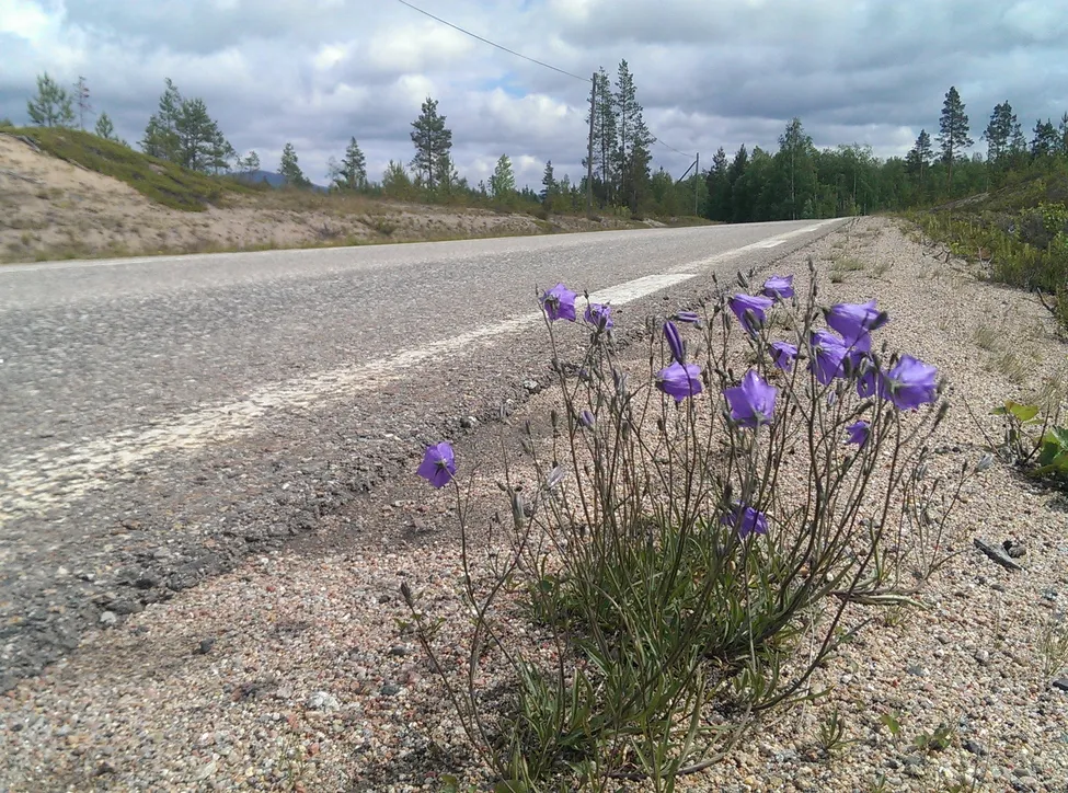 Klicka för att förstora