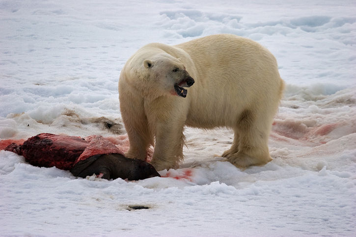 Bild: Isbjörn - Utsidan