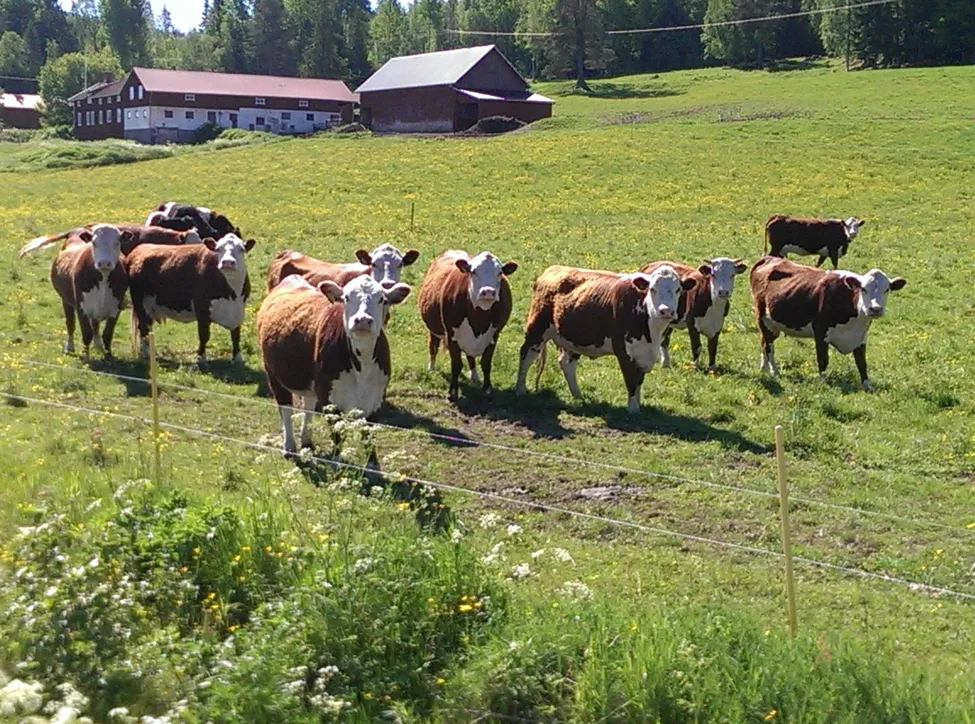 Klicka för att förstora