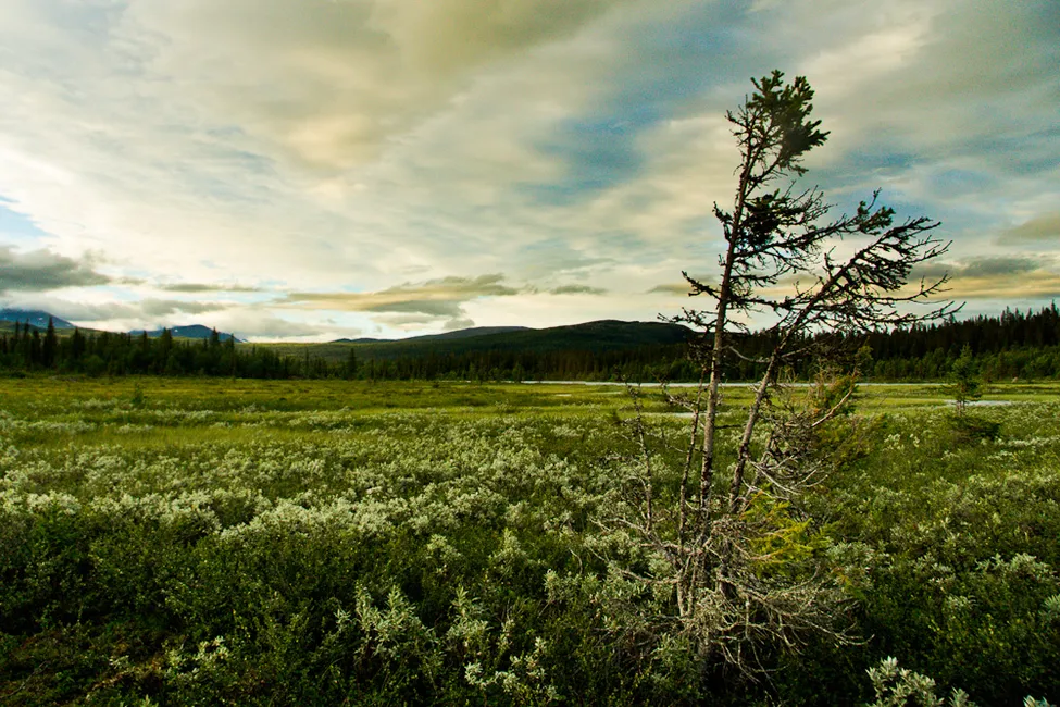 Klicka för att förstora