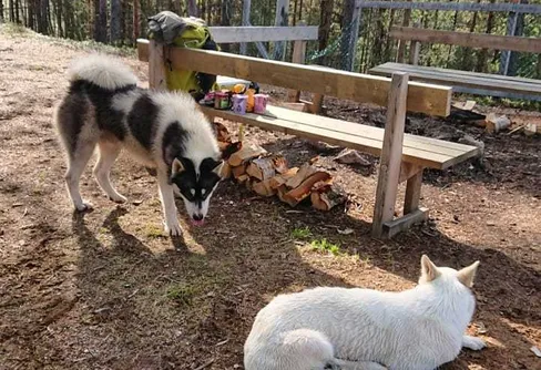 Cykling offroad i Jockfall/Överkalix
