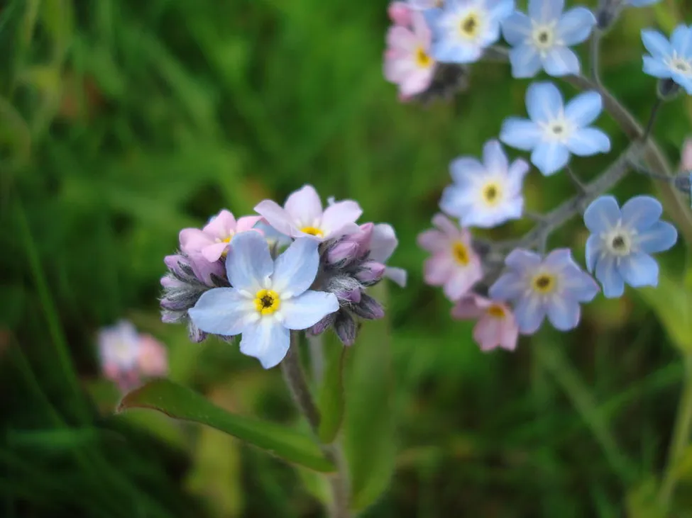 Klicka för att förstora