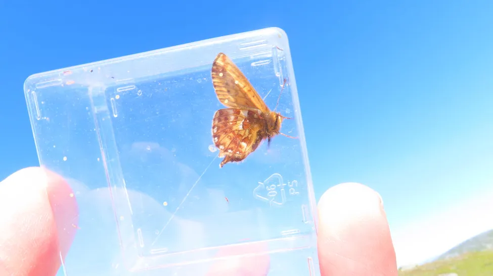 Klicka för att förstora