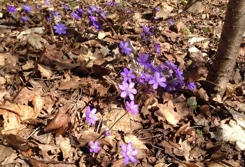 Vårkollen 30 april - 1 maj