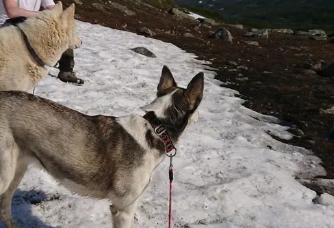 Mellan Vuoggatjålme och norska gränsen