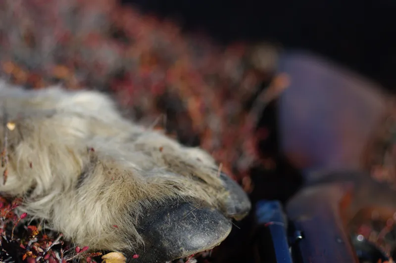 Klicka för att förstora