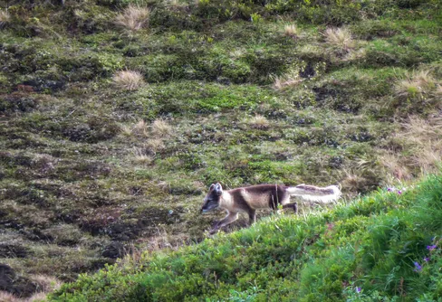Fyra nyanser av sommar. Del 3 - sommar!
